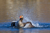  Greylag goose, Anser anser, bathing goose, Schleswig-Holstein, Germany 