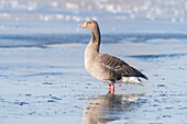 Graugans (Anser anser), adulte Gans im Eis, Winter, Schleswig-Holstein, Deutschland