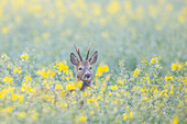  Roe deer, Capreolus capreolus, roebuck in a rapeseed field, April, Schleswig-Holstein, Germany 