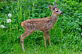  Roe deer, Capreolus capreolus, fawn in a meadow, Schleswig-Holstein, Germany 