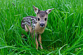  Roe deer, Capreolus capreolus, one-day-old fawn, Mecklenburg-Western Pomerania, Germany 