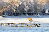 Rotfuchs (Vulpes vulpes), adulter Fuchs auf dem Eis vor Enten an zugefrorenem See, Mecklenburg-Vorpommern, Deutschland