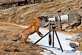  Red fox (Vulpes vulpes), adult fox with camera, winter, Gran Paradiso National Park, Italy 