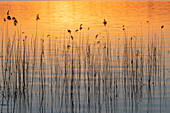 Gewöhnliches Schilf, Schilfrohr, (Phragmites communis), Schilf im Abendlicht, Schleswig-Holstein, Deutschland
