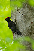 Schwarzspecht (Dryocopus martius), Männchen an einer Buche, Schleswig-Holstein, Deutschland