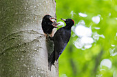  Black Woodpecker, Dryocopus martius, female feeding young at the nesting hole, Schleswig-Holstein, Germany 