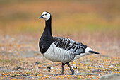  Barnacle goose, Branta leucopsis, adult goose in autumnal tundra, Svalbard, Norway 
