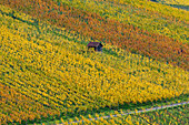  Vineyards in autumn, Rotenberg, Stuttgart, Baden-Württemberg, Germany, Europe 