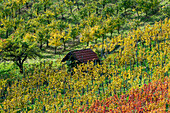 Vineyards in autumn, Rotenberg, Stuttgart, Baden-Württemberg, Germany, Europe 