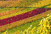  Vineyards in autumn, Rotenberg, Stuttgart, Baden-Württemberg, Germany, Europe 
