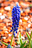 Eine blühende Traubenhyazinthe (Muscari) vor unscharfem Hintergrund in warmen Farben, Deutschland