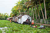 Houseboat among water hyacinth (Eichhornia crassipes) in a canal of backwaters at Kumarakom, Kerala state, South India, Asia