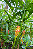 Ginger plant with flower (Zingiber zerumbet[), Kumily, Kerala state, South India, Asia