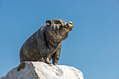 Saha Chat-Denkmal (auch: Pig Monument, Schweinedenkmal) ein Monument am Khlong Lot gegenüber dem Wat Ratchabophit, Bezirk Phra Nakhon, Bangkok, Thailand, Asien