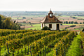 Kapelle in den Weinbergen im Herbst, Blankenhornsberg, bei Ihringen, Kaiserstuhl, Baden-Württemberg, Deutschland