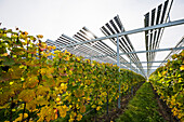  Solar system in a vineyard, solar cells, solar modules, solar power plant, photovoltaic system, Blankenhornsberg, near Ihringen, Kaiserstuhl, Baden-Württemberg, Germany 