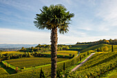  Vineyards with palm trees and cypresses in autumn, Blankenhornsberg, near Ihringen, Kaiserstuhl, Baden-Württemberg, Germany 