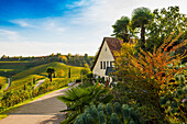  Vineyards with palm trees and cypresses in autumn, Blankenhornsberg, near Ihringen, Kaiserstuhl, Baden-Württemberg, Germany 