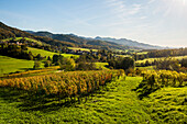  Hilly landscape with vineyards in autumn, Hexental, near Freiburg im Breisgau, Markgräflerland, Black Forest, Baden-Württemberg, Germany 