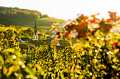  Hilly landscape and village with vineyards in autumn, Ebringen, near Freiburg im Breisgau, Markgräflerland, Black Forest, Baden-Württemberg, Germany 