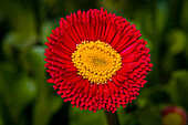 Detailaufnahme einer roten Blume (Bellis perennis) mit gelber Mitte, Deutschland