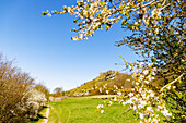 Blühbeginn und frische Kirschblüte am Walberla (Zeugenberg, Ehrenbürg) bei Wiesenthau, Schlaifhausen in der Fränkischen Schweiz, Franken, Bayern, Deutschland