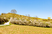  Beginning of flowering and fresh blackthorn blossom on the Walberla (Zeugenberg, Ehrenbürg), hiking trail and view to the Walberla summit and Walburgis Chapel in Franconian Switzerland, Franconia, Bavaria, Germany 