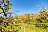 Blühbeginn und frische Kirschblüte am Walberla (Zeugenberg, Ehrenbürg), Gipfel des Rodenstein bei Wiesenthau, Schlaifhausen in der Fränkischen Schweiz, Franken, Bayern, Deutschland