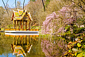  Magnificent cherry blossoms in spring, East Asian ensemble with Japanese garden and Thai sala with Buddha statue, Westpark, Munich, Bavaria, Germany 
