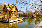  Magnificent cherry blossoms in spring, East Asian ensemble with Japanese garden and Thai sala with Buddha statue, Westpark, Munich, Bavaria, Germany 