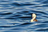 Crested Grebe in Lake Qaroun nature reserve, Fayoum Egypt