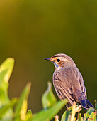 bluethroat bird Luscinia svecica, Red Sea, Egypt