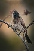 Common Bulbul, Cairo, Egypt
