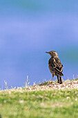 Shrike bird, Red Sea, Egypt