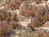 Galerida cristata Crested Lark in Egyptian desert with dragonfly catch