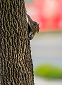 Eastern Grey Squirrel, Virginia, USA
