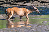 White-tailed deer odocoileus virginianus treadin swamp at Theodore Roosevelt Island national memorial in Washington D.C