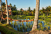 Flooded paddy with newly planted young rice plants at Kajeng Rice Field Trail in Ubud, Bali, Indonesia.