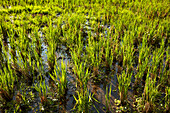 Newly planted young rice plants growing on a rice paddy at Kajeng Rice Field Trail in Ubud, Bali, Indonesia.