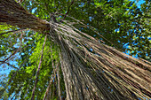  Ein Blick von unten auf lange Luftwurzeln, die von einem großen Banyanbaum im Sacred Monkey Forest Sanctuary herabhängen. Ubud, Bali, Indonesien. 