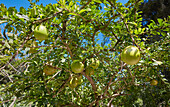 A view from below of bael, aka Bengal quince (Aegle marmelos) fruits hanging on tree. Bali, Indonesia.