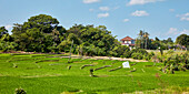 Panoramic view of green rice paddies. Bali, Indonesia.