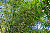 Close up of common bamboo (Bambusa vulgaris) culms (stems) with green leaves in the garden at Taman Ayun Temple. Mengwi district, Bali, Indonesia.