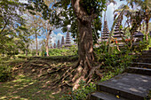 Bare entangled roots of a banyan tree (Ficus benghalensis) growing at Taman Ayun Temple. Mengwi district, Bali, Indonesia.