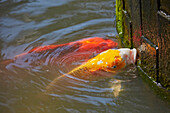 Colorful captive koi fish scrubbing algae off the pool wall above the water surface. Bali, Indonesia.