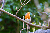 Common Robin, Guildford, Surrey, UK