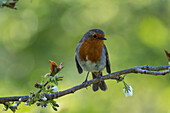 Common Robin with flowers Guildford Surrey UK