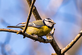 Blaumeise (Cyanistes caeruleus), Guildford, Surrey, England, Vereinigtes Königreich