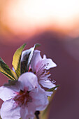 Peach flower portrait