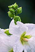 White hollyhock flower portrait